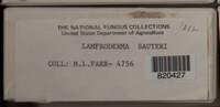 Lamproderma sauteri image